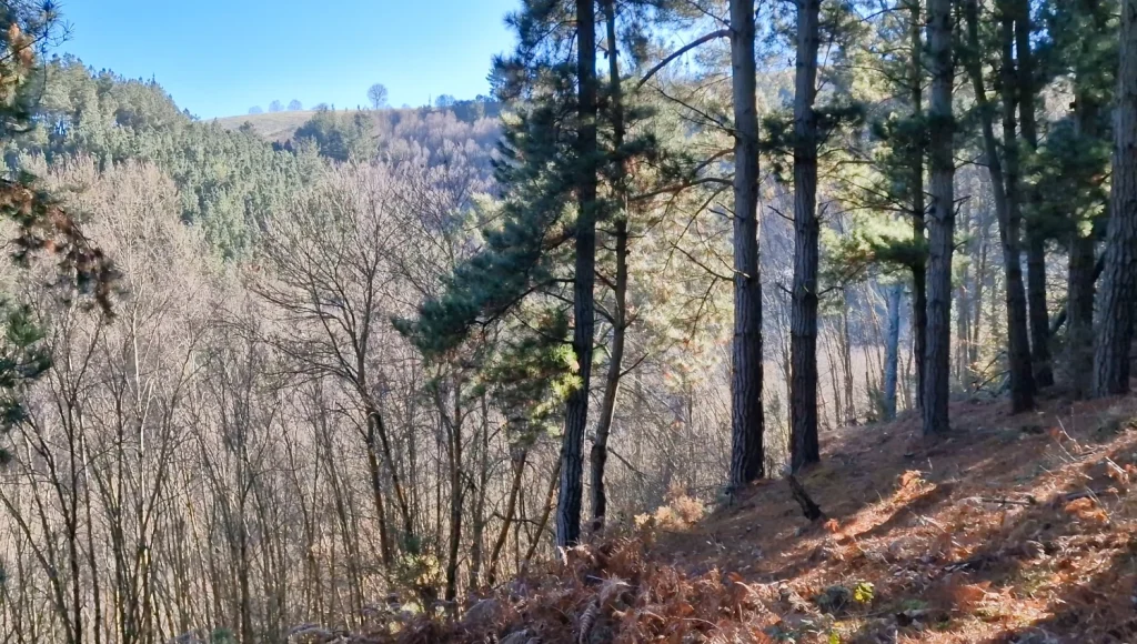 Bosque-ruta-A-Paicega