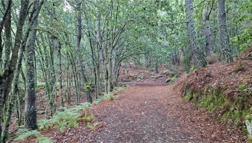 Bosque-Cañones-del-Sil