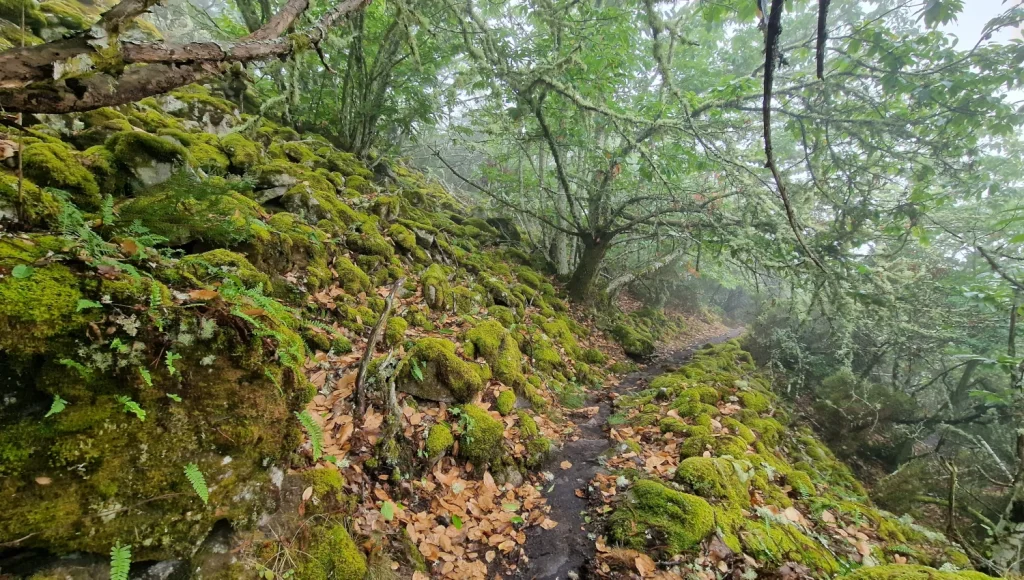 Bosque-ruta-cañones-del-Sil
