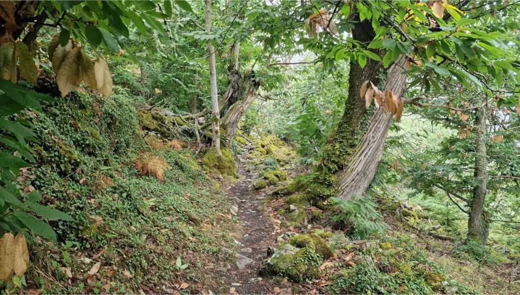 Castaños-ruta-cañones-del-sil
