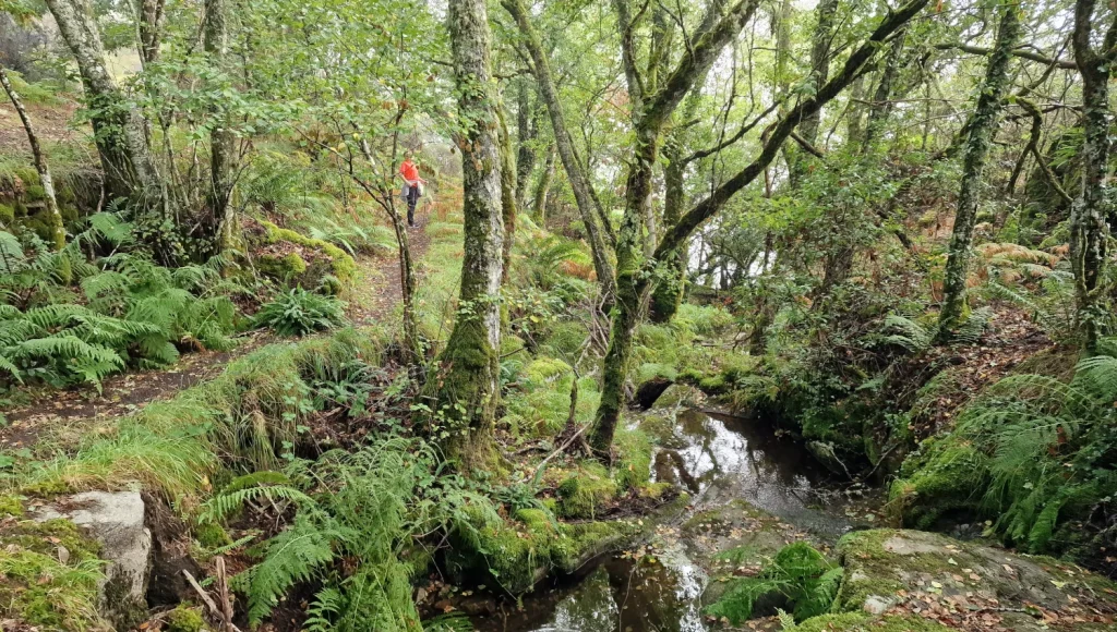 Riachuelo-mirador-as-fontiñas-Cañones-del-Sil