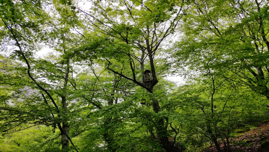 Bruja-Haeda-Faedo-de-Ciñera