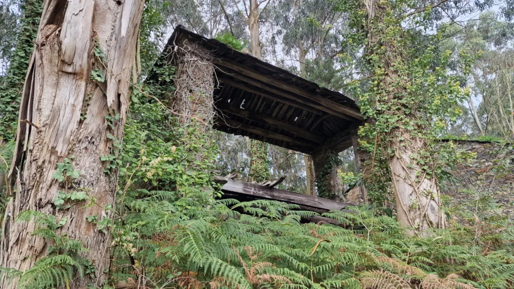 Secadero-bosque-ruta-Porcía-Viavélez