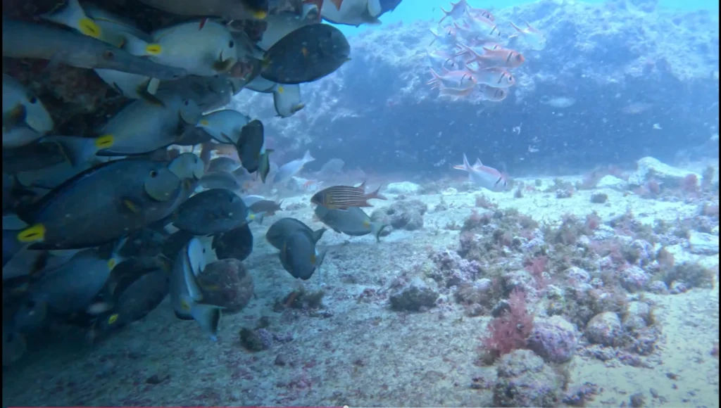 Buceo-en-Isla-de-Sal