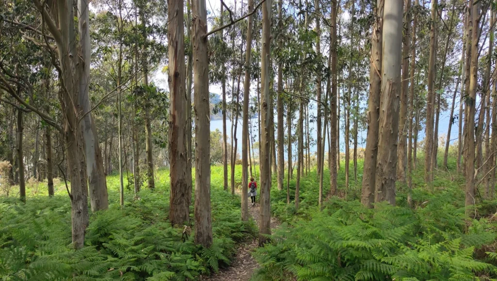 Ruta-da-Insúa-Viveiro