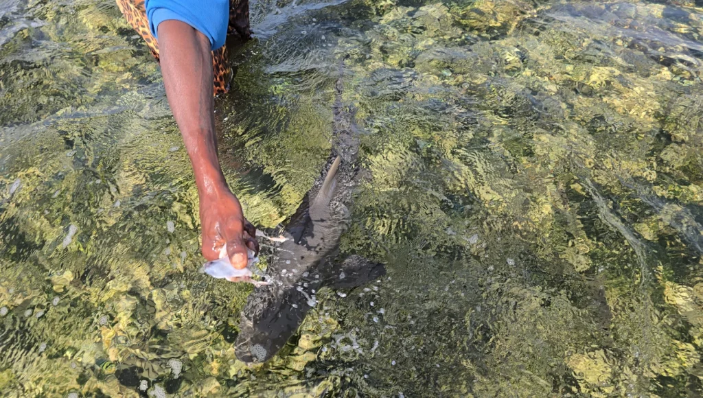 Shark-Bay-Isla-de-Sal