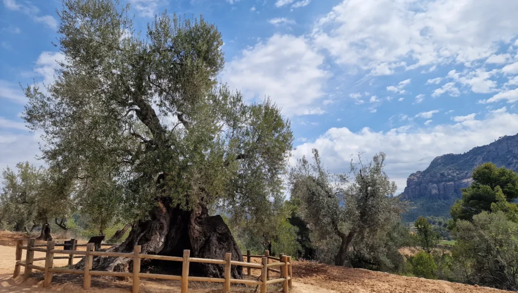 Lo-Parot-Horta-de-Sant-Joan